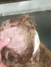 老婆給做的牛肉漢堡，這一個(gè)應(yīng)該夠吃了吧